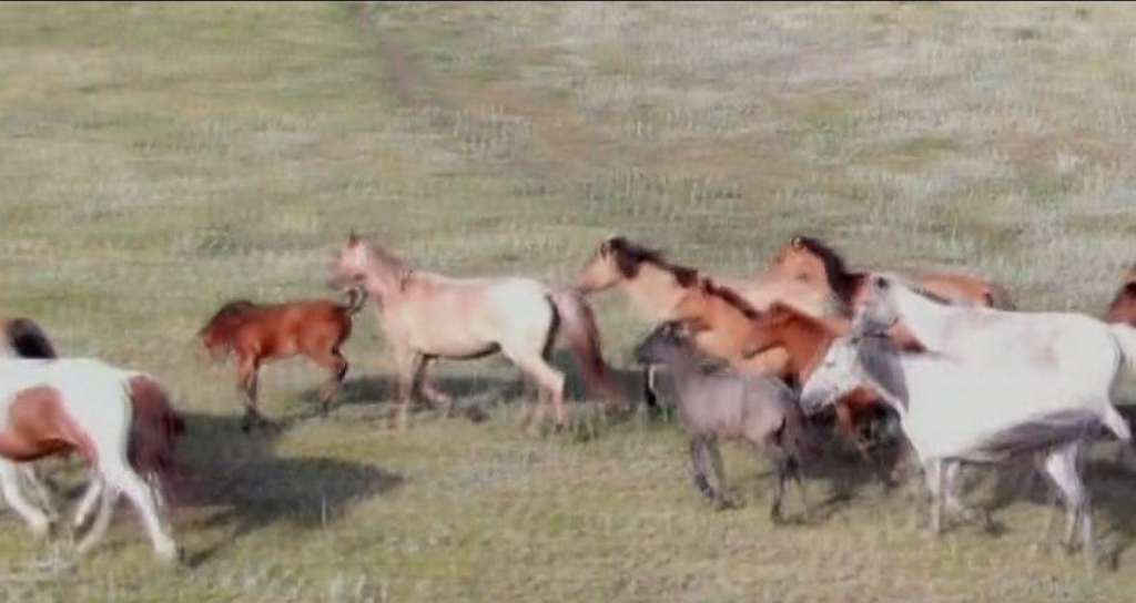 Блок-посты, дроны используют полицейские в профилактике скотокрадства в Карагандинской области