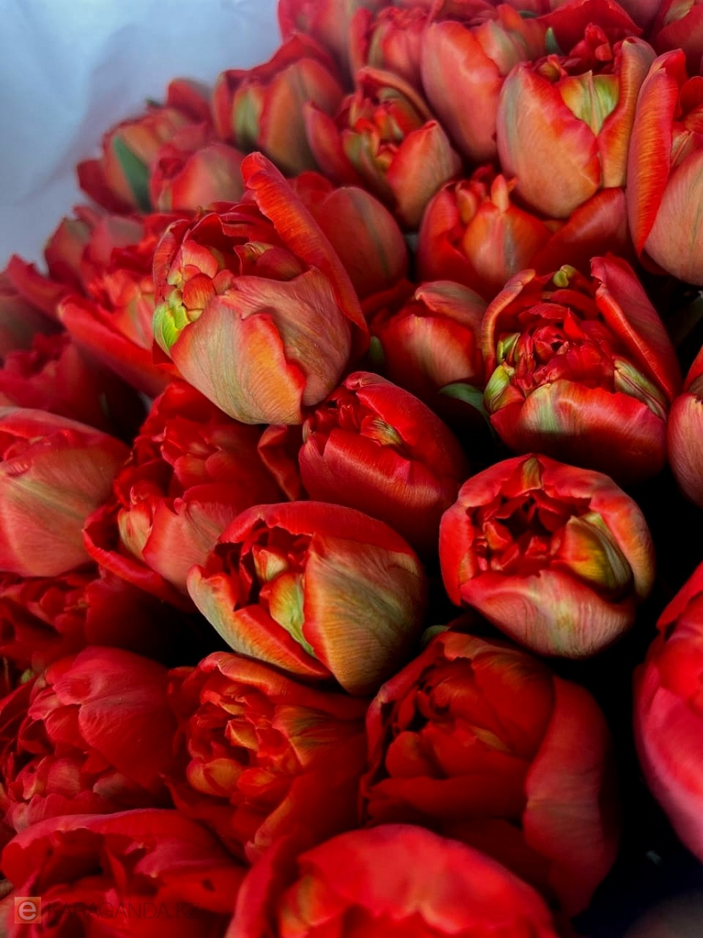 В Караганде к 8 марта зацвели тюльпаны. Фоторепортаж