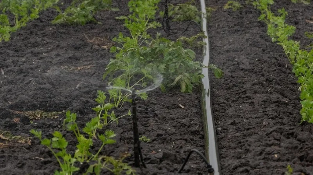 О рисках дефицита воды для фермеров рассказали в Министерстве водных ресурсов