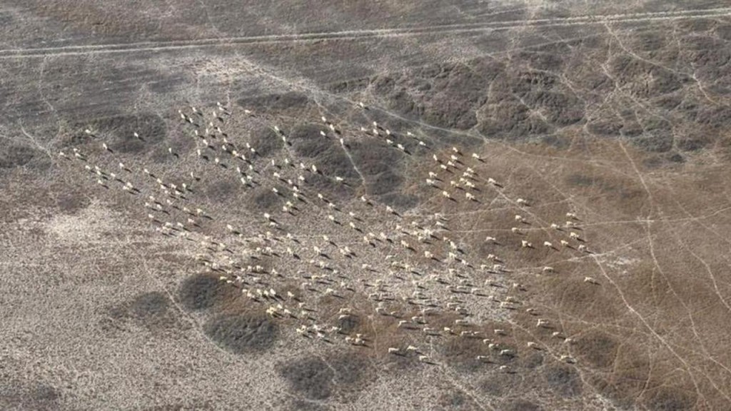 Авиамониторинг: в Карагандинской области считают архаров, косуль и сайгаков