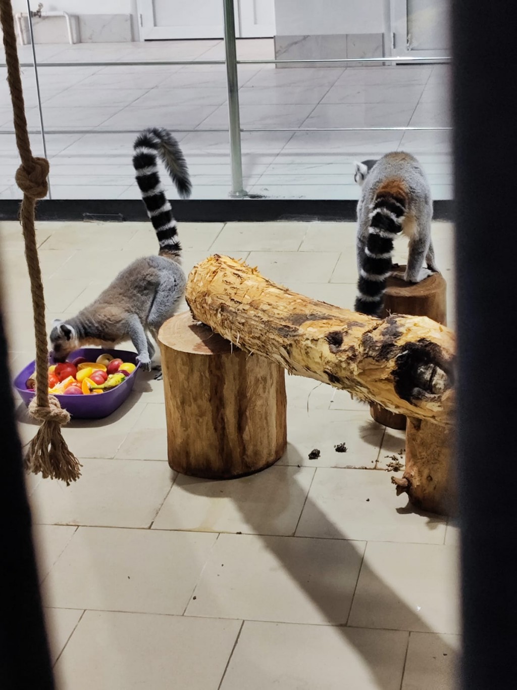 Двух лемуров приобрел карагандинский зоопарк