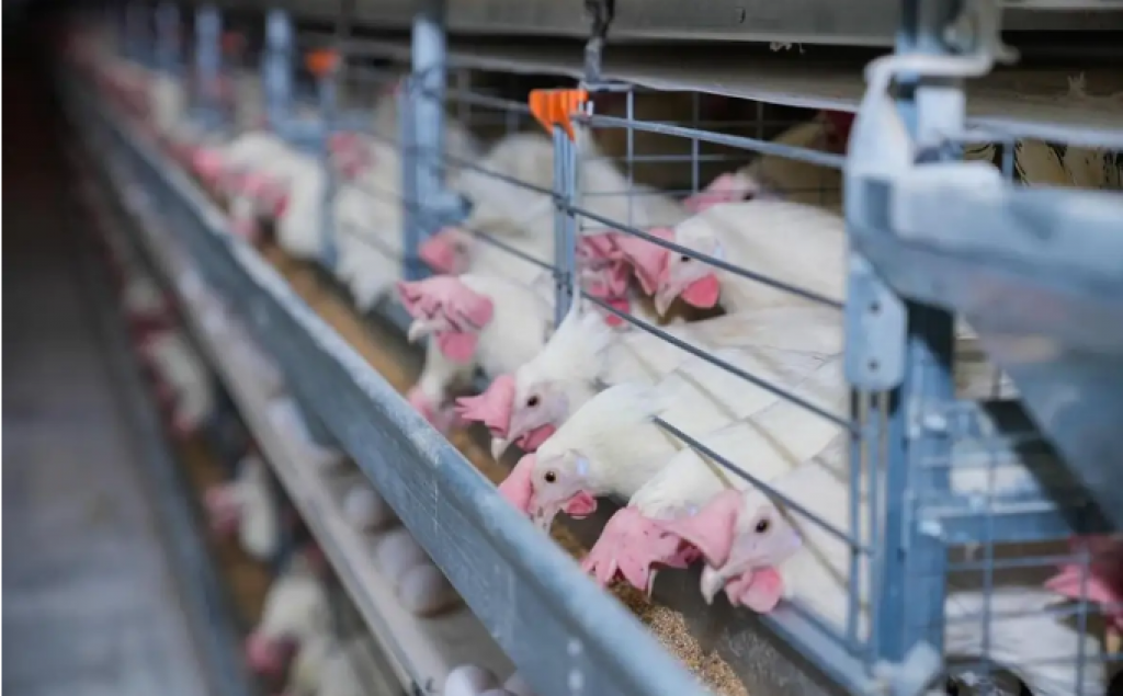 На 73% обеспечивают рынок казахстанские производители мяса птицы