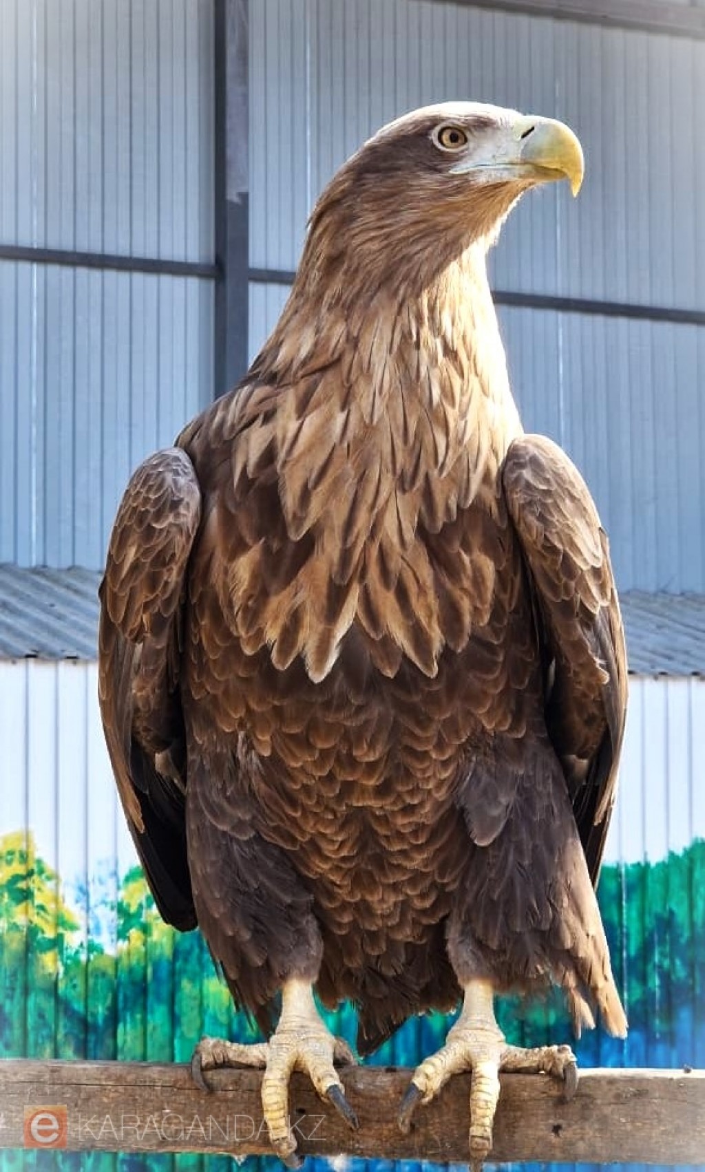 Более 20 новых видов птиц обнаружили в Казахстане