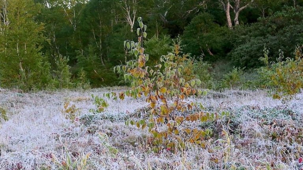 Заморозки до 1 градуса прогнозируют синоптики в Казахстане