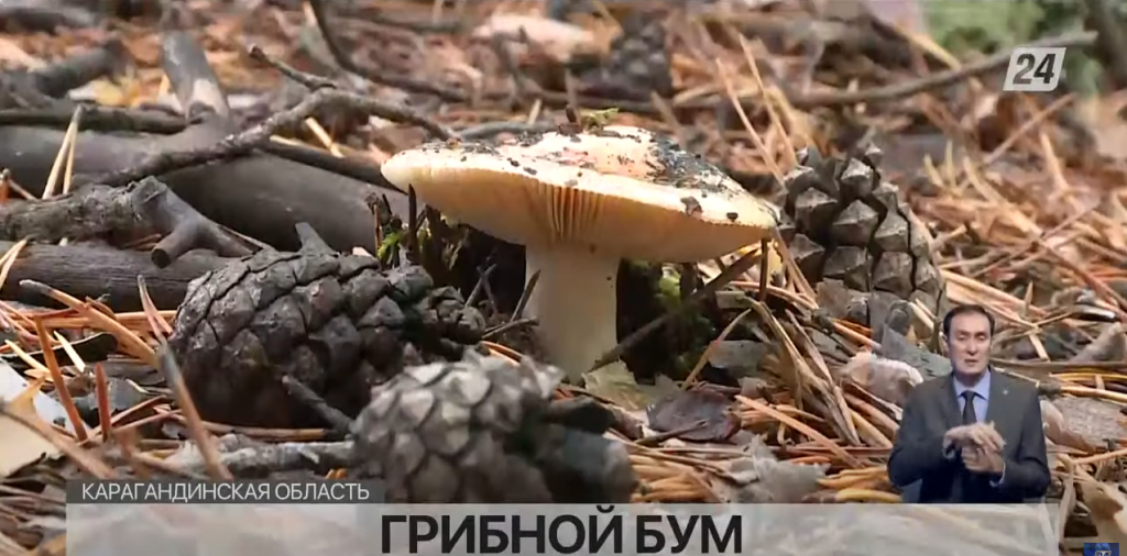 Грибной бум: урожай вызвал приток туристов в Карагандинской области