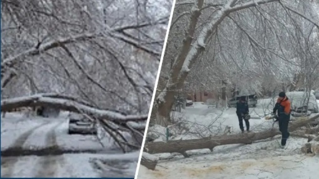 Упало дерево в одном из дворов Караганды