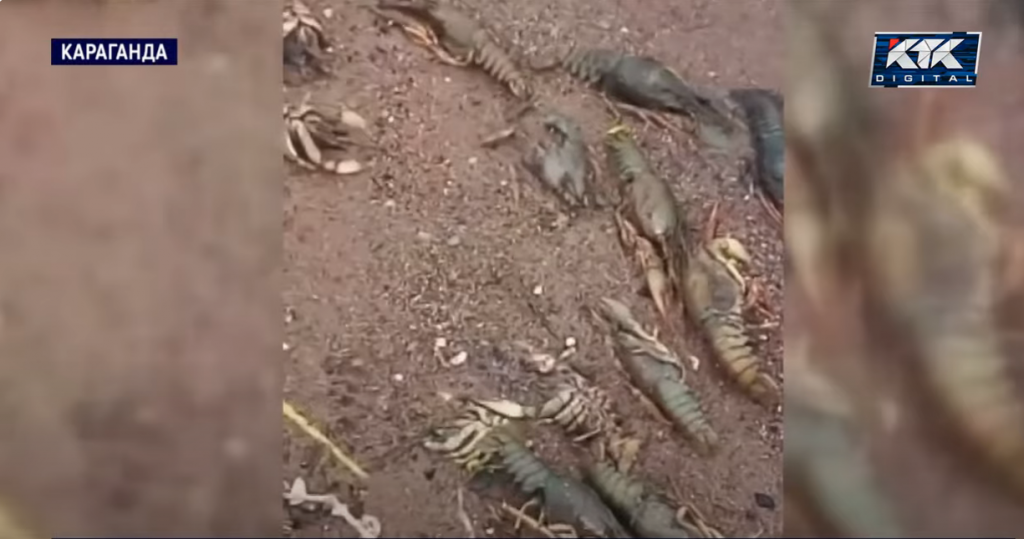 Откуда раки в Федоровском водохранилище и почему они погибли, недоумевают карагандинцы