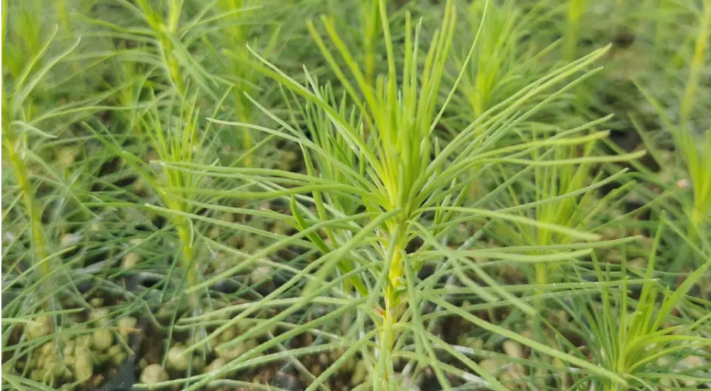 Как новые технологии в Казахстане помогают восстанавливать леса после пожаров