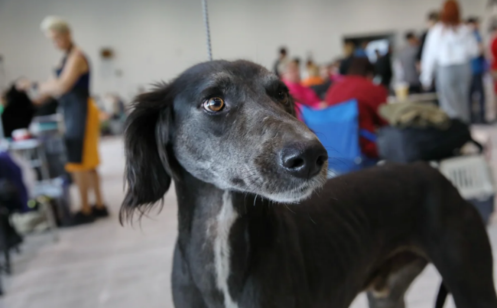 ДНК-банк тазы и тобета создали в Казахстане