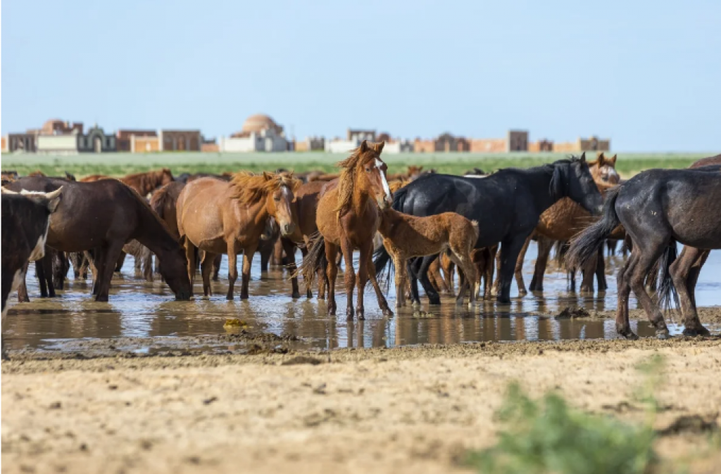 В Казахстане разработают план по увеличению поголовья лошадей