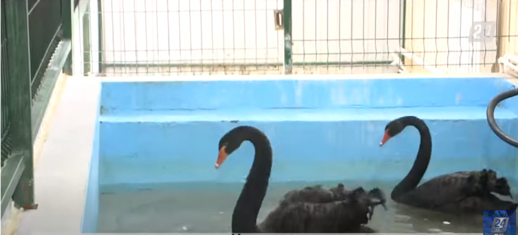 Новых пернатых презентовали в Карагандинском зоопарке