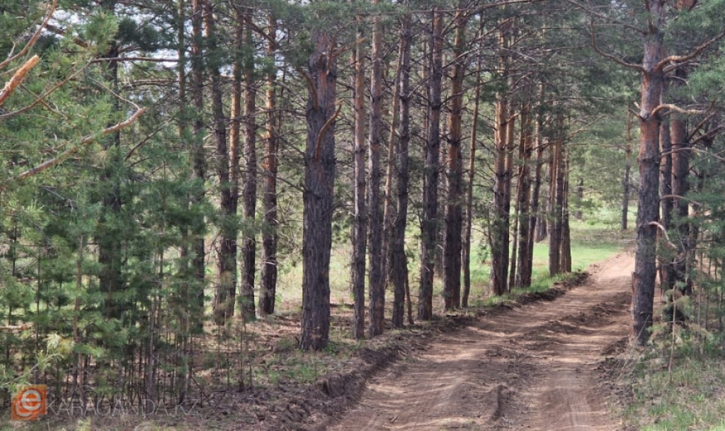 Казахстан запускает крупный лесоперерабатывающий проект