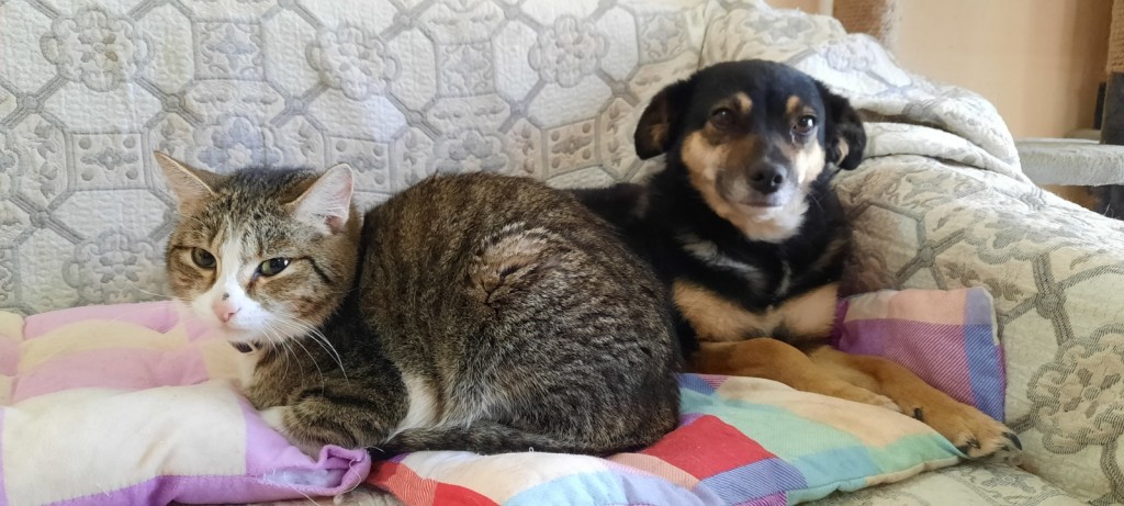 Закон «Об ответственном обращении с животными»: чем опасны поправки депутатов Мажилиса