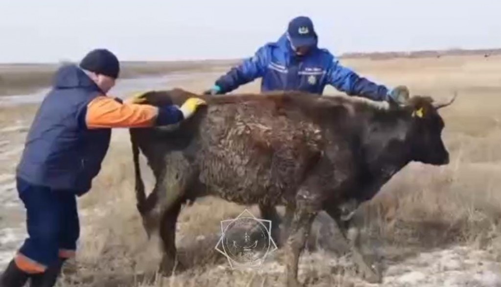 В Караганде спасли корову, увязшую в грязи