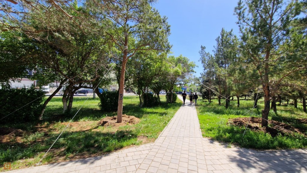 Қарағандыда трансплантацияланған ағаштар қатты желге төтеп бере алмады