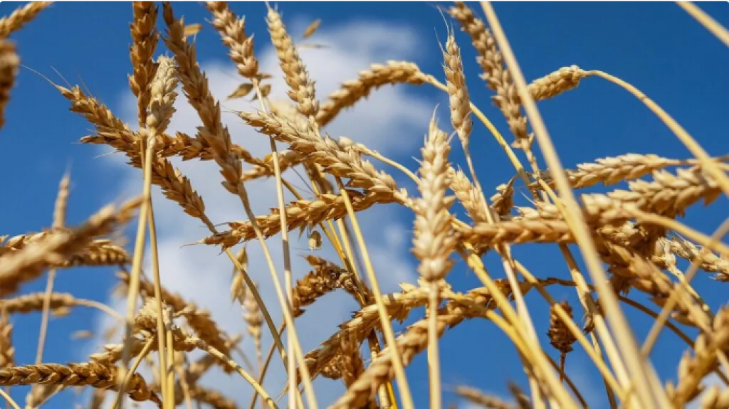 Казахстан возобновит экспорт зерновых в Китай