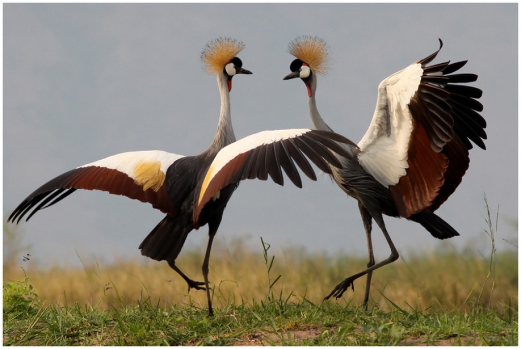 Венценосный журавль, экзотические попугаи и свой бабочкарий: планы карагандинского зоопарка на этот год