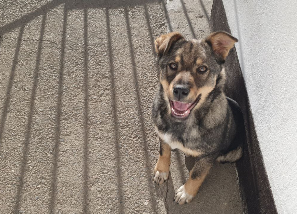 Зоозащитники называют поправку об изъятии и умерщвлении собак в случае причинения вреда здоровью незаконной