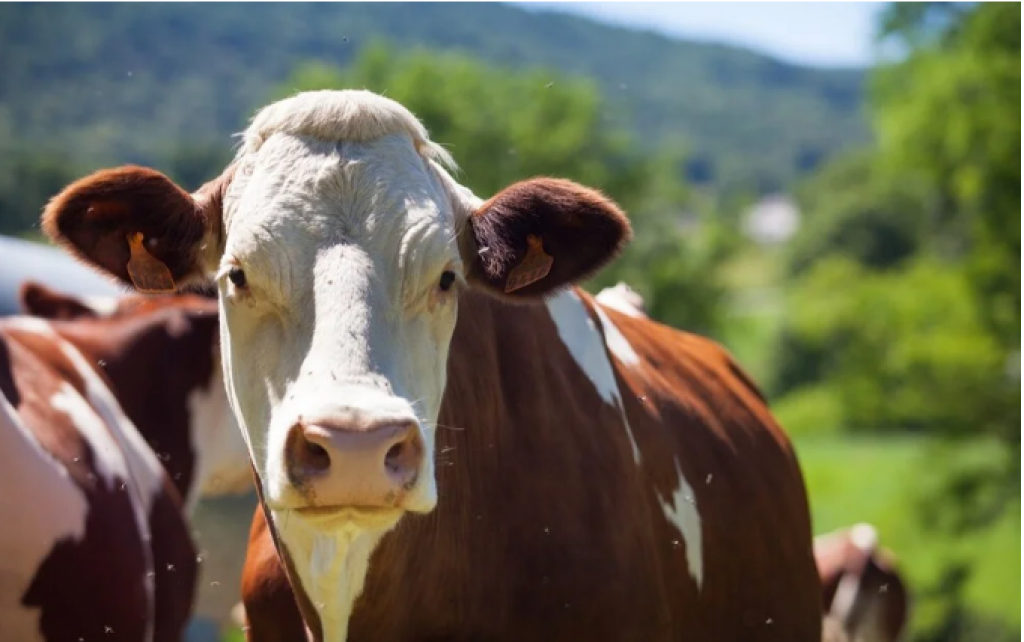 Потеряли 2 млн голов скота: о критической ситуации в животноводстве заявил эксперт
