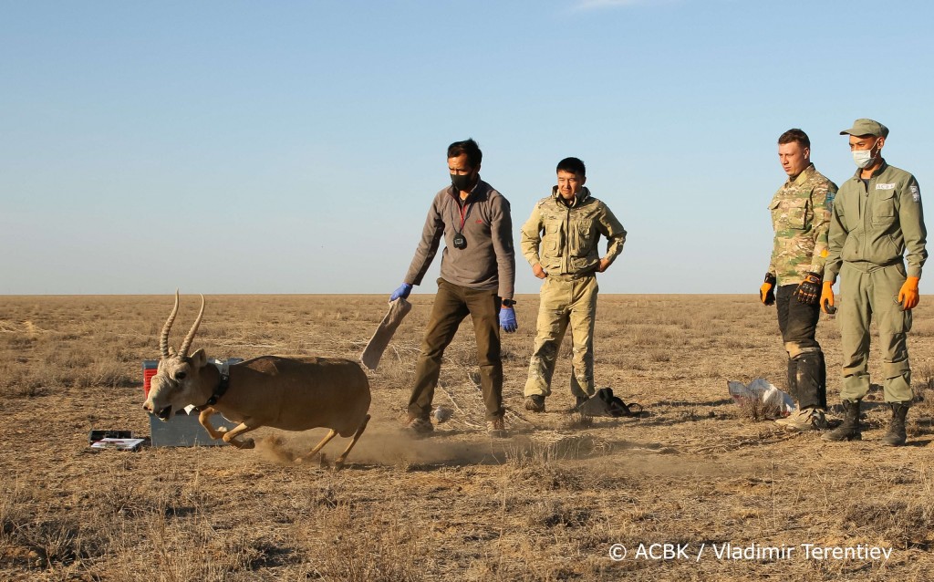 Благодаря Казахстану сайгак как вид вышел из категории животных, находящихся под угрозой исчезновения
