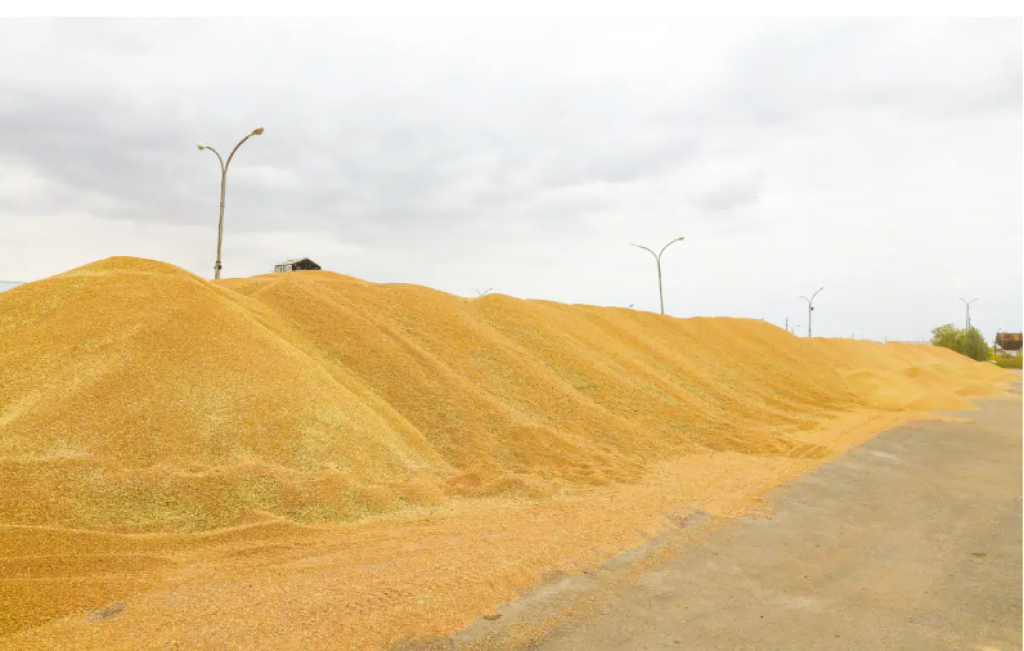 Запрет на ввоз пшеницы ввели в Казахстане