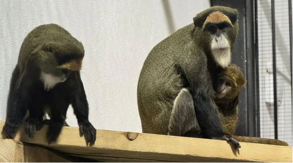 Цирк уехал – животные остались: как в Казахстане контролируют запрет деятельности зоопарков