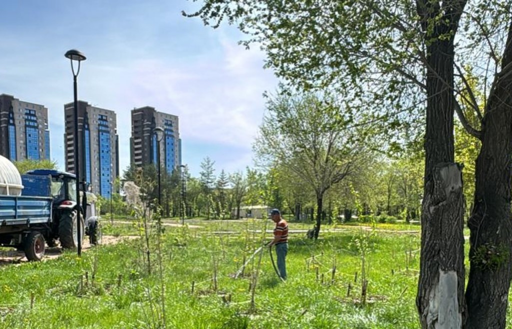 Недавно высаженные яблони в Караганде пообещали поливать чаще при необходимости