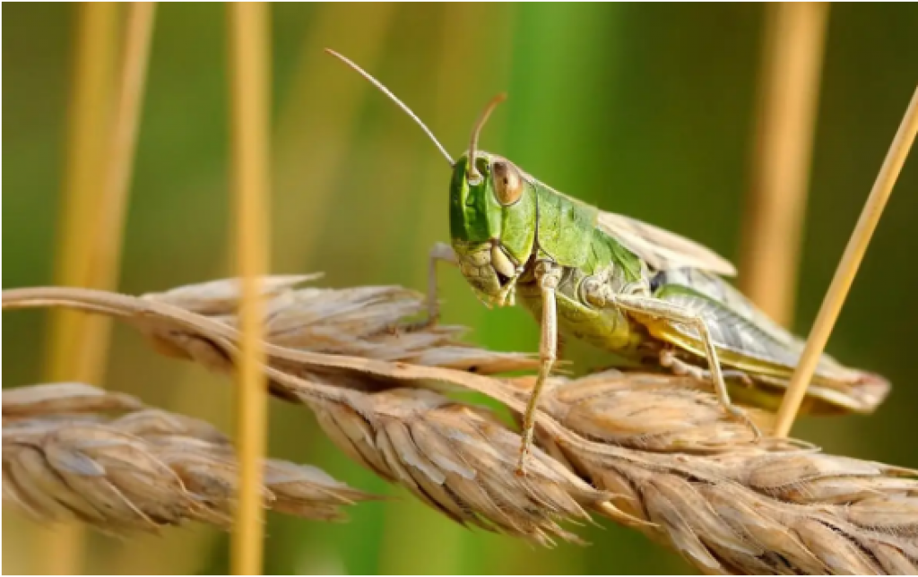 Нашествия саранчи из-за изменений климата угрожают продовольственной безопасности