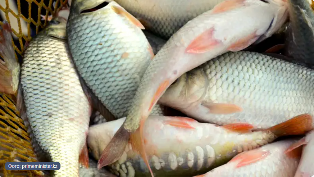 Рыба и консервы подорожают: что происходит с рынком в 2025 году