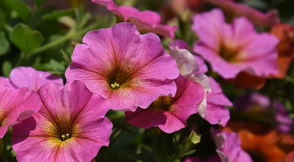 Подрядчик объяснил, почему в одном из скверов Караганды цветы посадили лишь частично