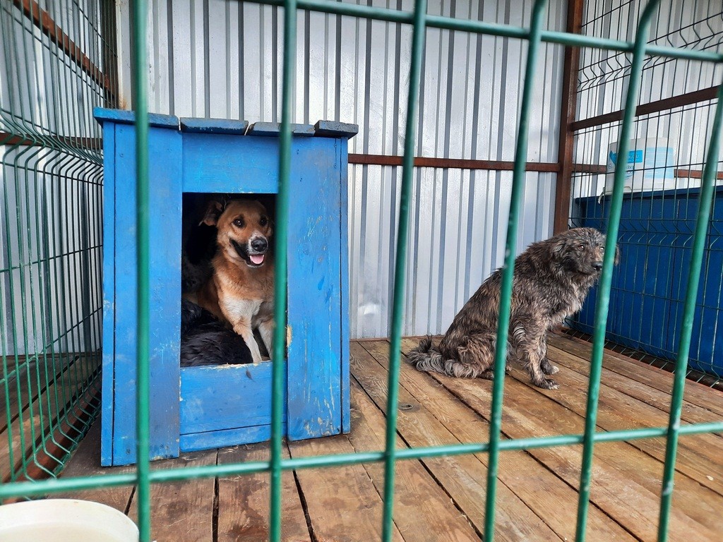 Карагандинский центр временного содержания бездомышей закрывается на зиму