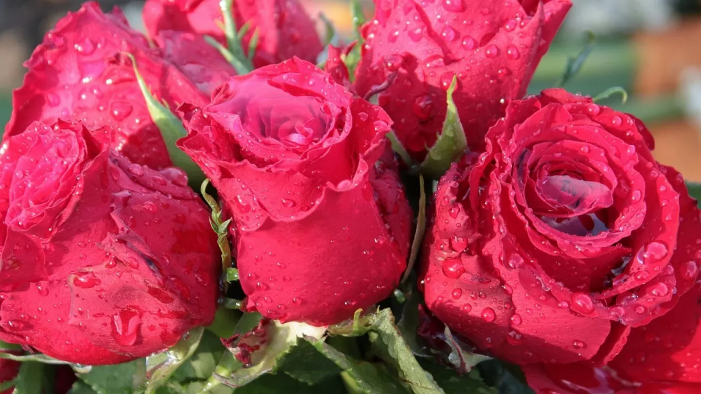 20 шілде: Қазақстан мен әлемде қандай мерекелер тойланады