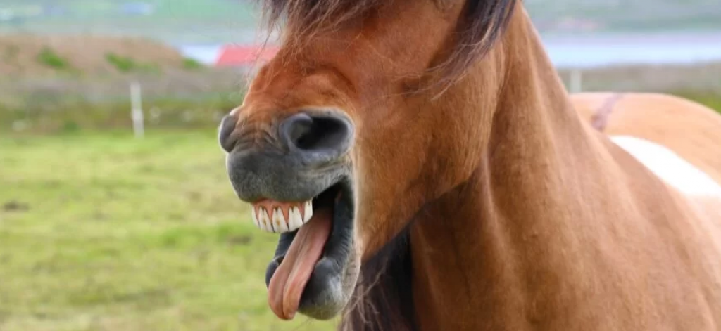 В карагандинском селе у лошадей выявили африканский сап