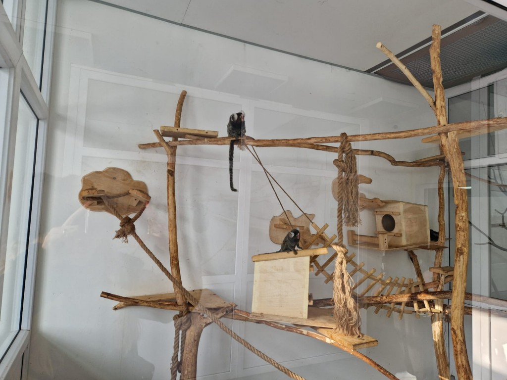 В карагандинском зоопарке игрунки обзавелись потомством в третий раз