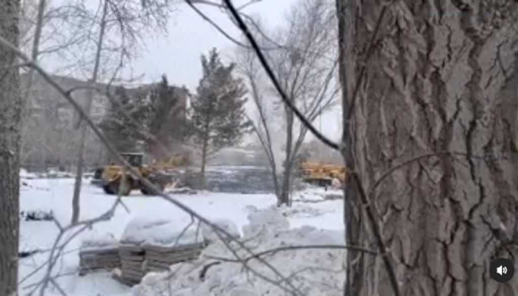 Спил сосен в Караганде: начато досудебное расследование