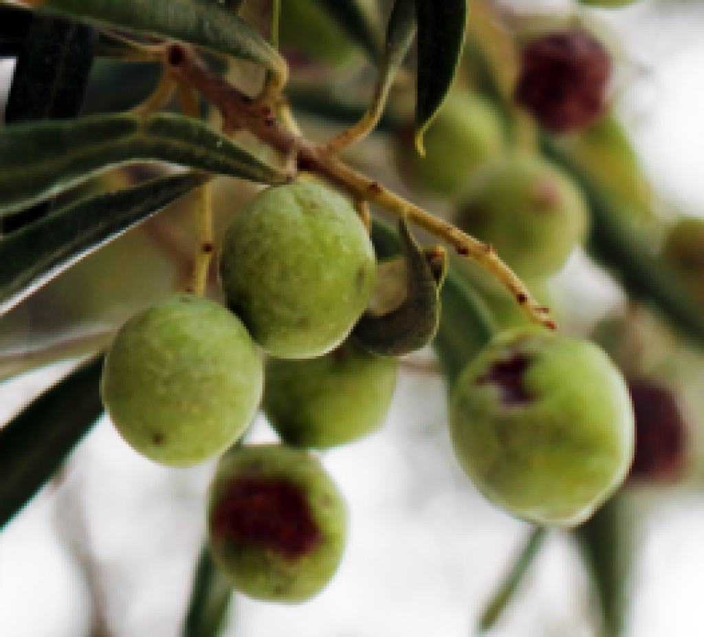 Оливки планируют выращивать в Казахстане