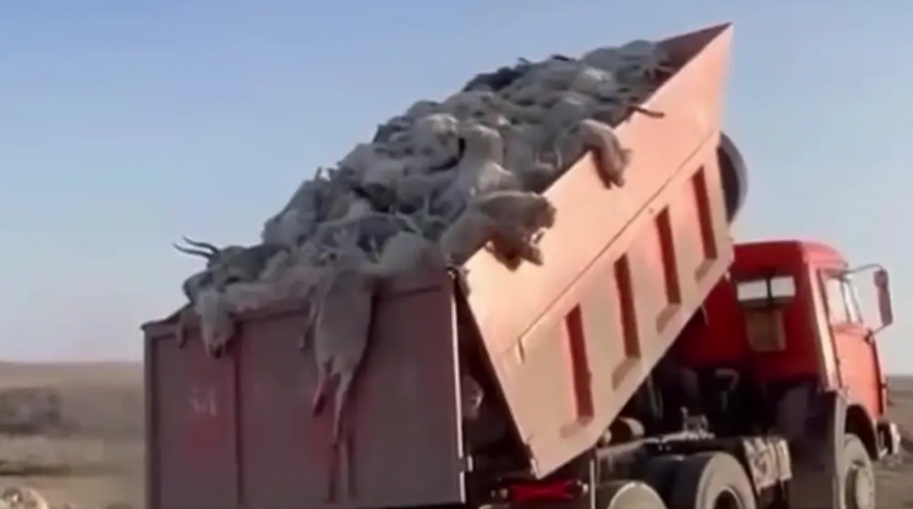 Гибель сайгаков: в соцсетях распространяются шокирующие кадры