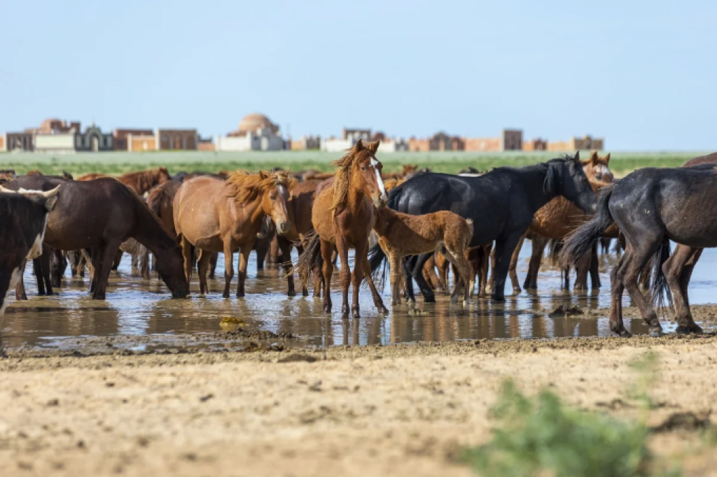 О чем будут спрашивать казахстанцев во время сельхозпереписи