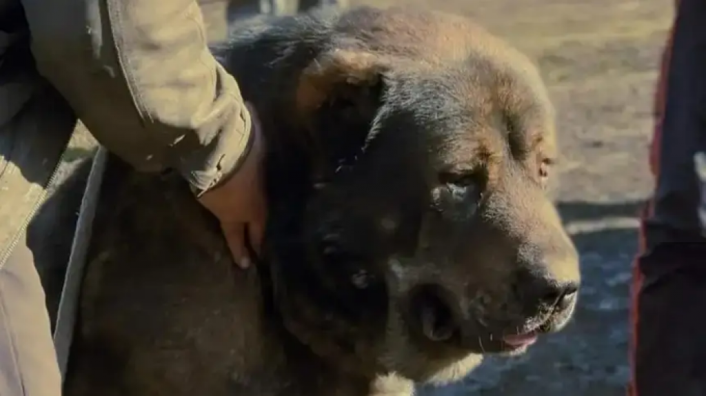 Ученые раскрыли генетическую карту казахских собак породы тобет