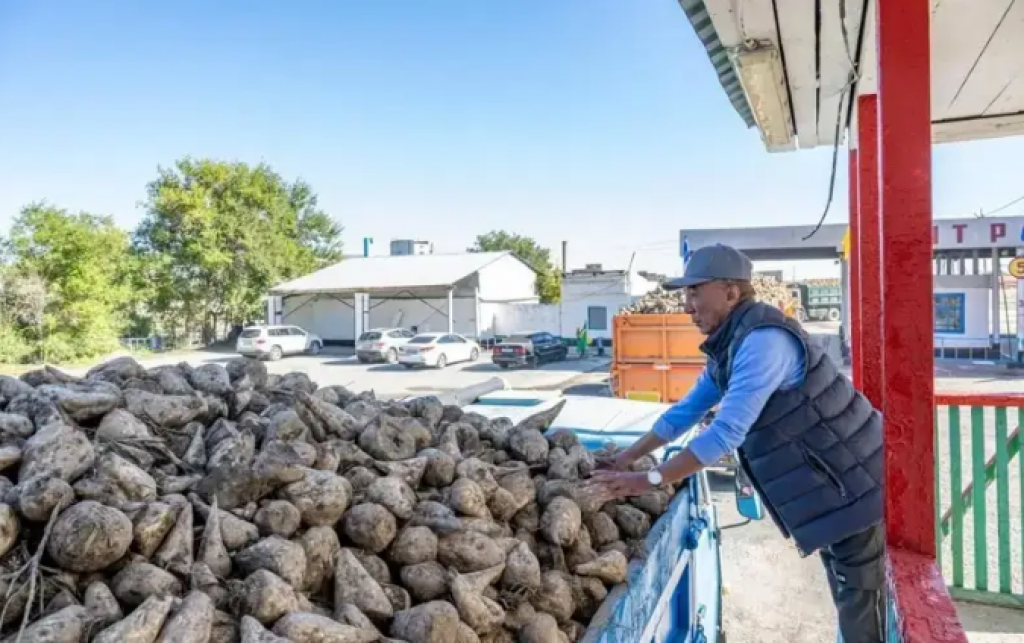 Қазақстанда қызылшаны жаппай жинау аяқталды