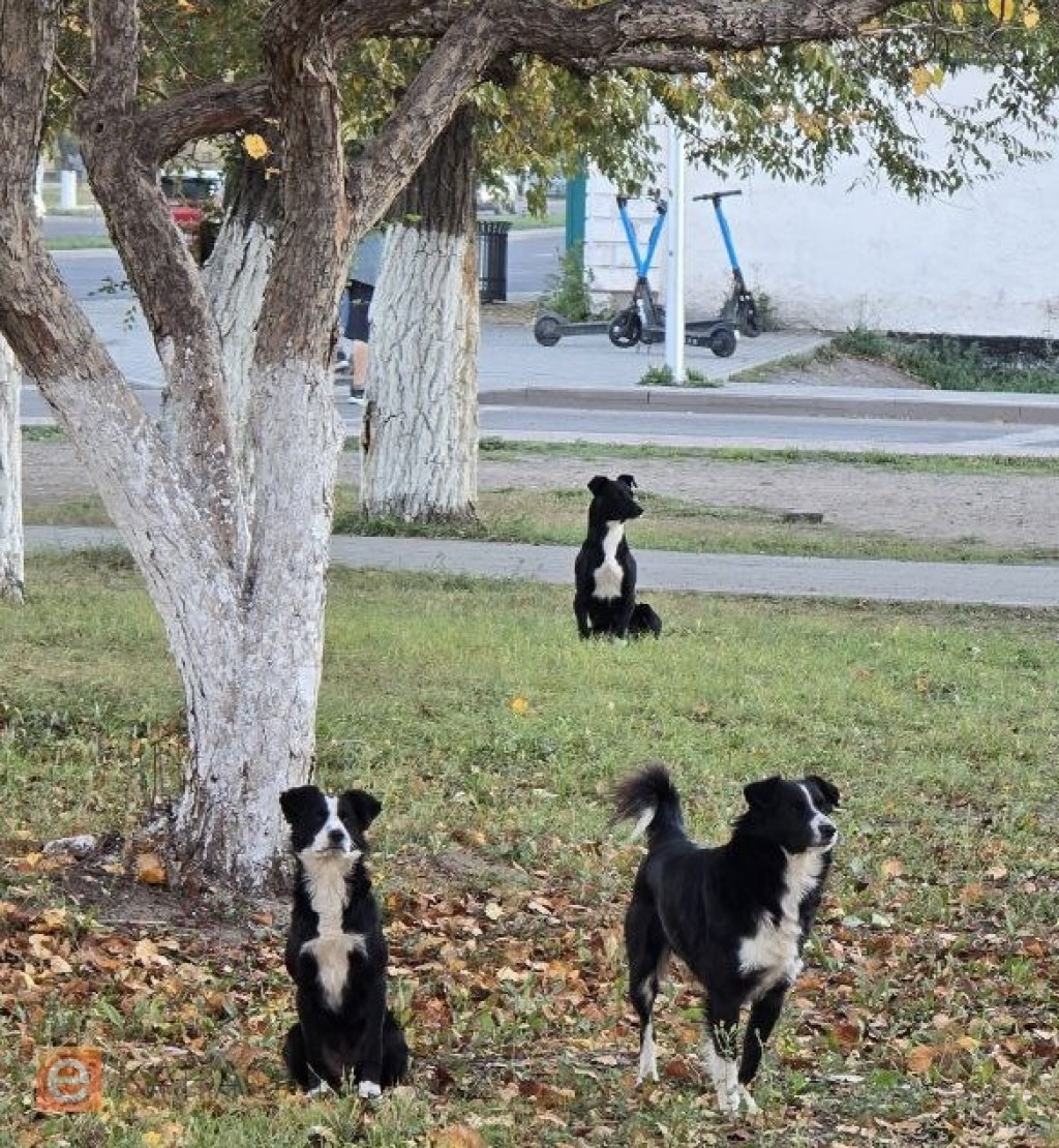 Минэкологии объяснило новые поправки в закон об обращении с животными