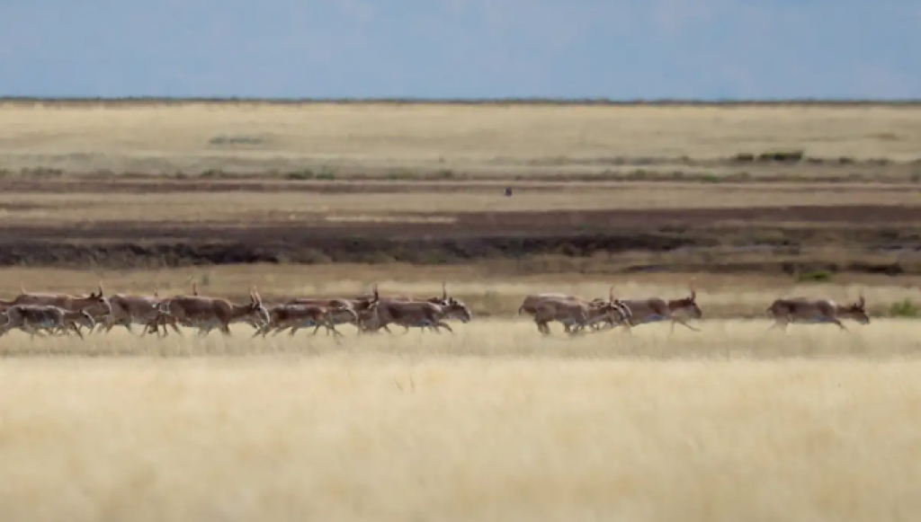 Что стало с рогами сайгаков после отстрела - ответ Минэкологии