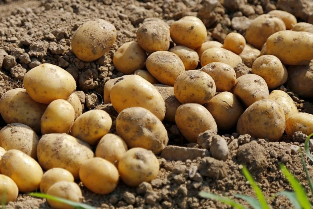 Правительство усиливает меры для стабилизации цен на продукты