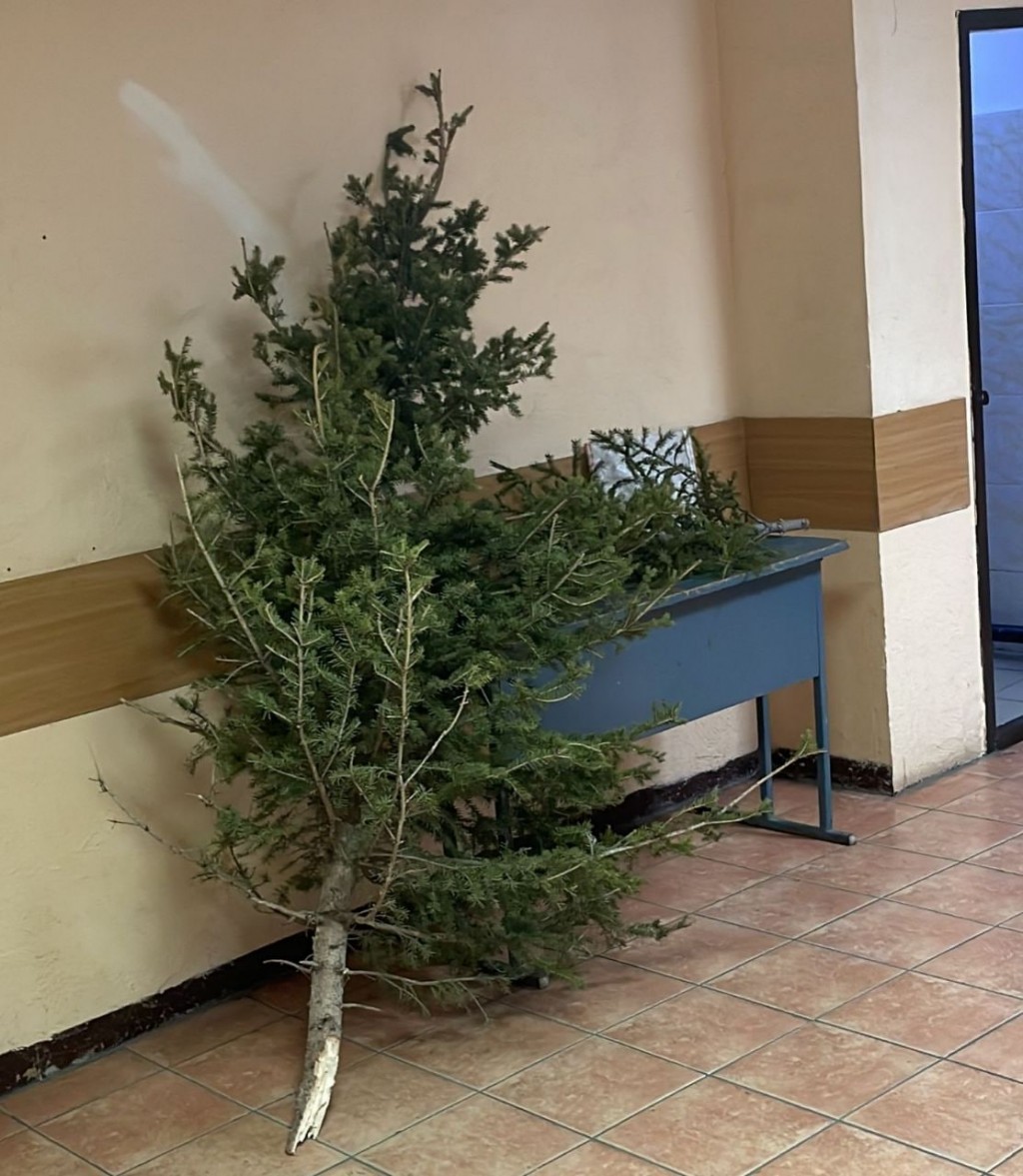 В Караганде задержан мужчина, срубивший ёлки в сквере 