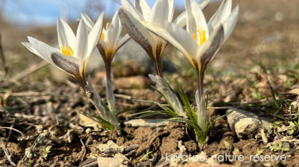 Редкие растения расцветают в Казахстане