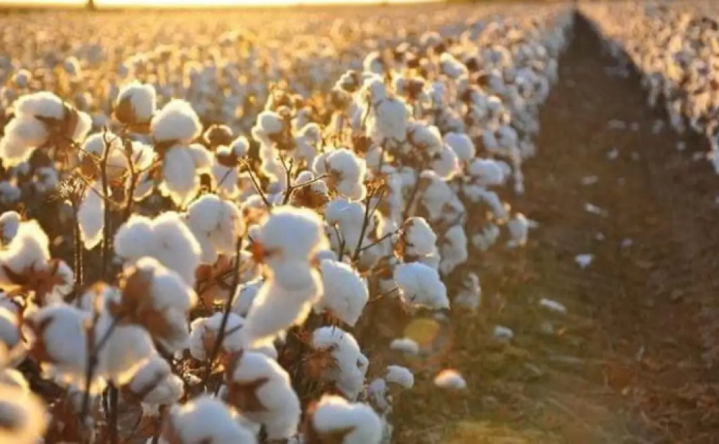 Благодаря своевременному поливу хлопководы Казахстана ожидают высокий урожай