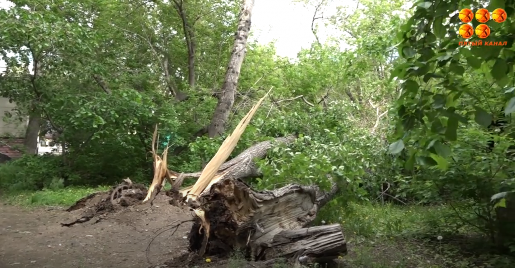 Падающие деревья перепугали жителей Гоголя, 33