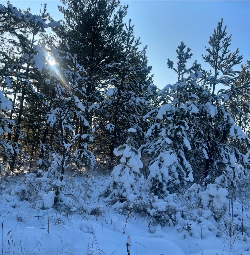 100 МРП придется заплатить за одну срубленную елку в Карагандинской области