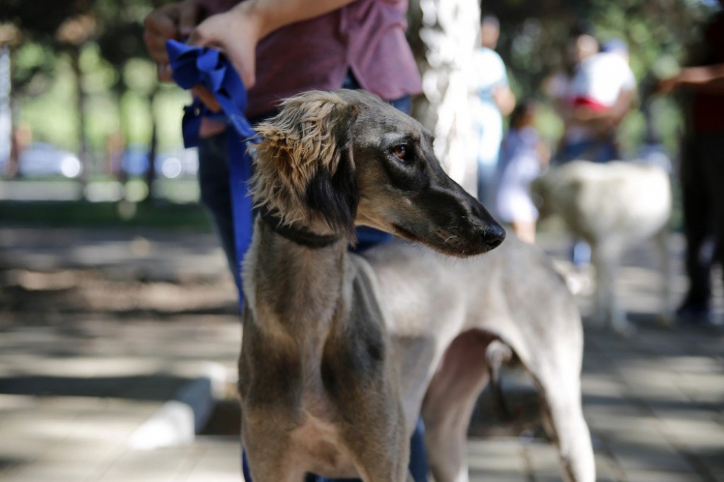Республиканская выставка собак породы тазы пройдет в Темиртау
