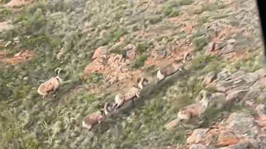 В небе над Карагандинской областью пересчитали архаров